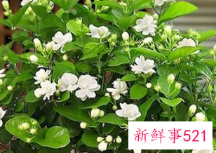 家里适合插什么鲜花
