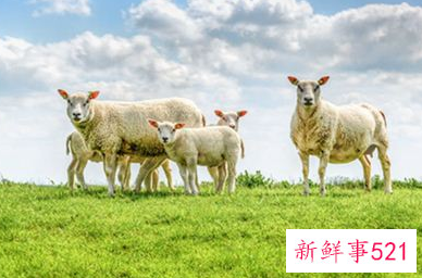 周公解梦女人梦见羊