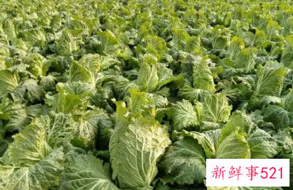 常见十字花科蔬菜的营养价值