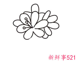 君子兰的简笔画