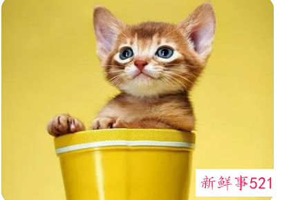 梦见猫会是什么预兆