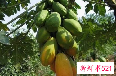 不太适合孕妇食用的水果