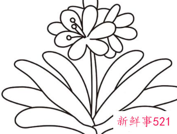 君子兰的简笔画