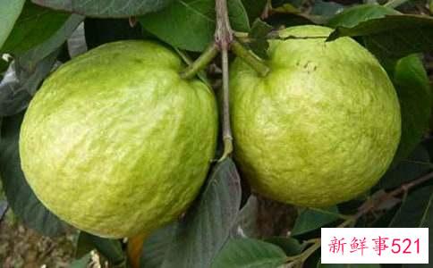 石榴可以放多久