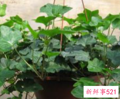 办公室适合摆放什么绿植不招蚊子