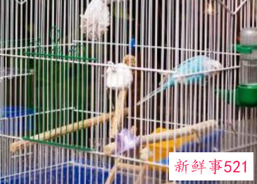 什么鹦鹉好养又粘人还不怕人