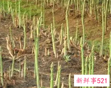 芦笋的种植方法和时间