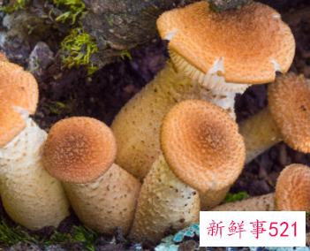 香菇的营养价值是什么