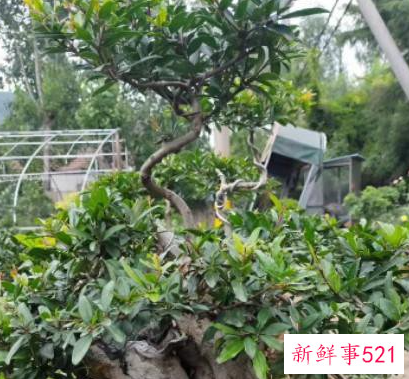 办公室适合摆放什么绿植不招蚊子