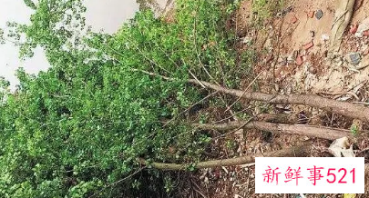 梦见树倒了是什么梦