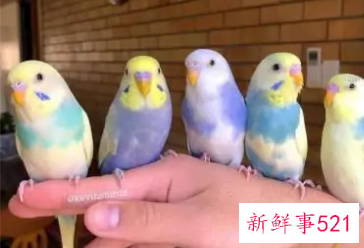 什么鹦鹉好养又粘人还不怕人