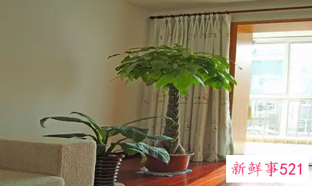 室内种招财树风水怎么样