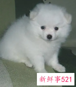 银狐犬可以吃饭吗