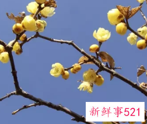家里适合插什么鲜花