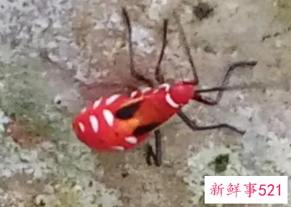 梦见红色的虫子是什么意思