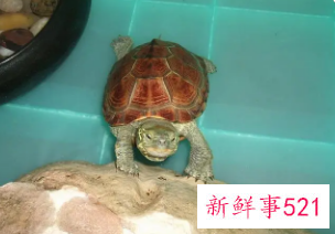 养什么动物不吵不脏不臭除了乌龟