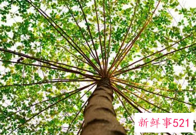 梦见树倒了是什么梦