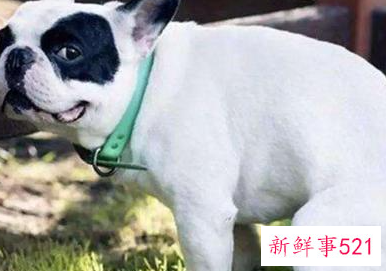 怎么样让小狗不在家里大小便