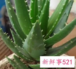 芦荟叶子发黄解决方法