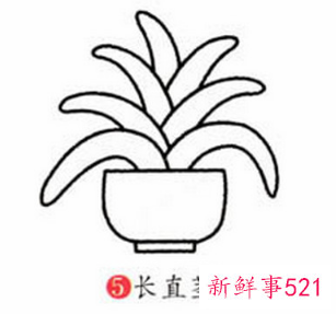 君子兰的简笔画