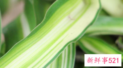 卷叶吊兰怎么养才能更旺盛