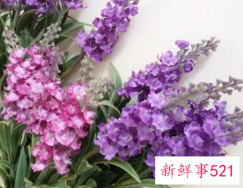 家里适合插什么鲜花