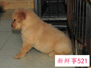 养刚满月的小狗有什么需要注意的