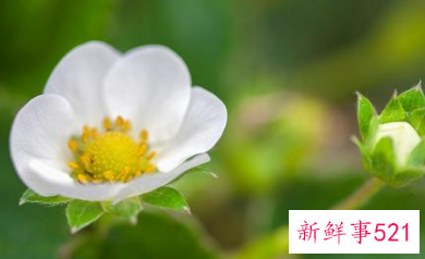 哪天出生的巨蟹座最强