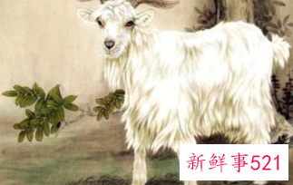 属羊最旺的时辰是什么时候