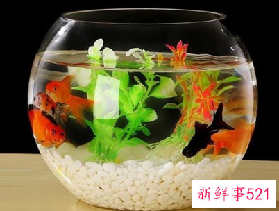 小鱼缸在家的位置