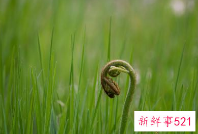 春天的精神上的含义