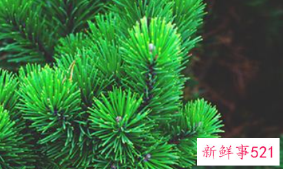 梦见绿花是什么意思