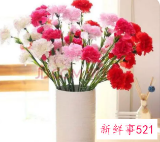 康乃馨的象征意义是什么