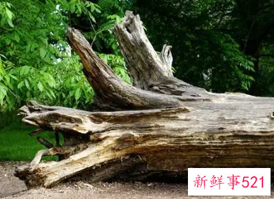 梦见树倒了是什么梦