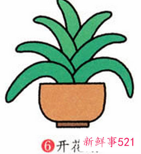 君子兰的简笔画