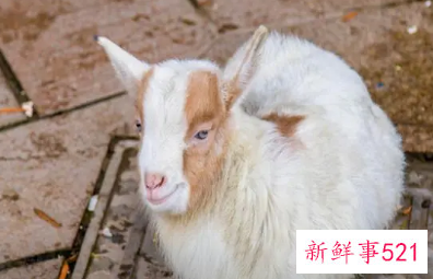 周公解梦女人梦见羊