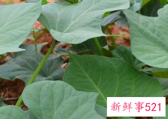 番薯叶的作用