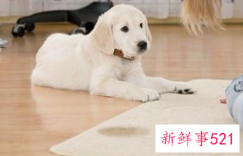 怎么样让小狗不在家里大小便