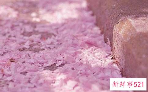 樱花什么时候才开花