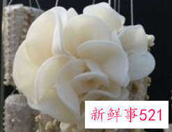 象牙白是什么颜色