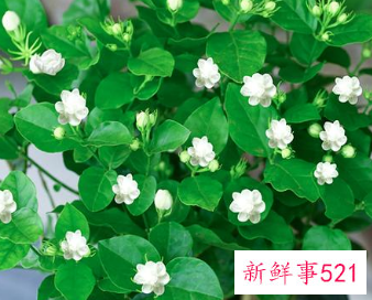 家里适合插什么鲜花