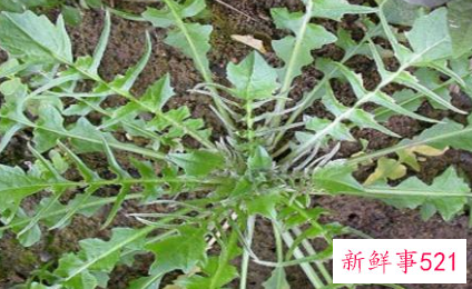 常见十字花科蔬菜的营养价值