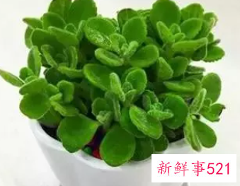 属猪人在办公室如何利用座位招来好运势