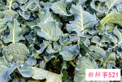 常见十字花科蔬菜的营养价值