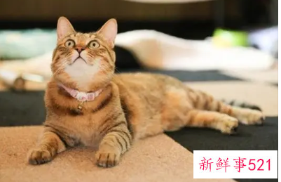 梦见猫会是什么预兆