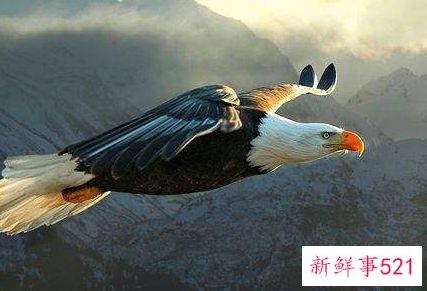 雄鹰比喻什么样的人