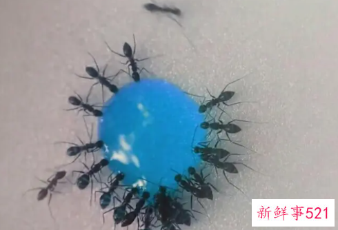 观察蚂蚁作文350字