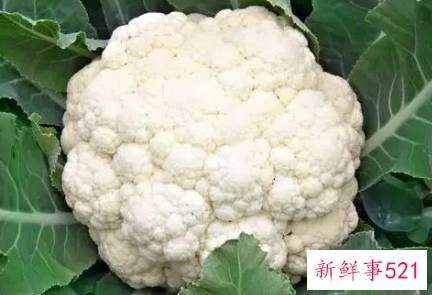 常见十字花科蔬菜的营养价值