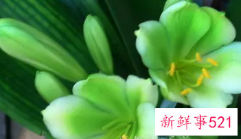 梦见绿花是什么意思
