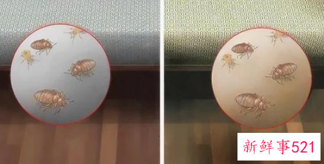 怎么判断床上有床虱